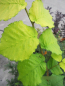 Preview: Ulmus carpinifolia Green Lemon - Ulme Green Lemon